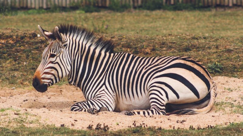 Zebra Pleco L046 Breeding Guide: High Value, High Reward