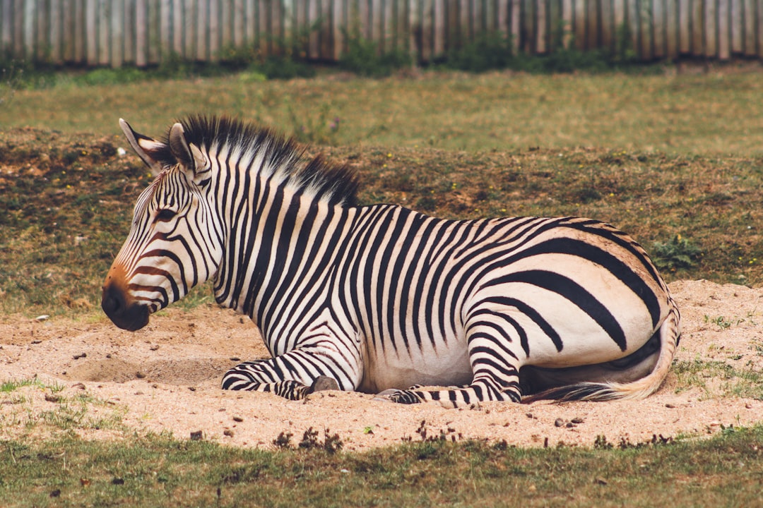 Zebra Pleco L046 Breeding Guide: High Value, High Reward