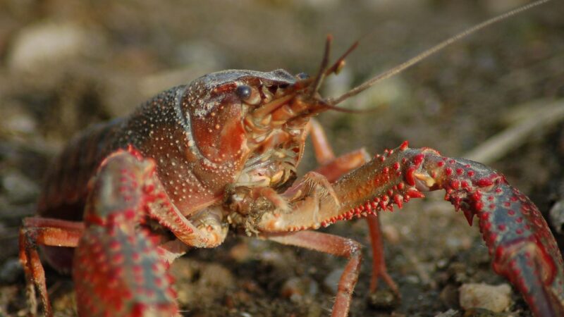 freshwater crayfish, shrimp killer, shrimp of louisiana, procambarus clarkii, claws, procambarus clarkii, procambarus clarkii