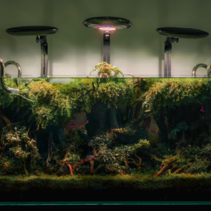 Long Rooted Forest Aquarium (P0151)