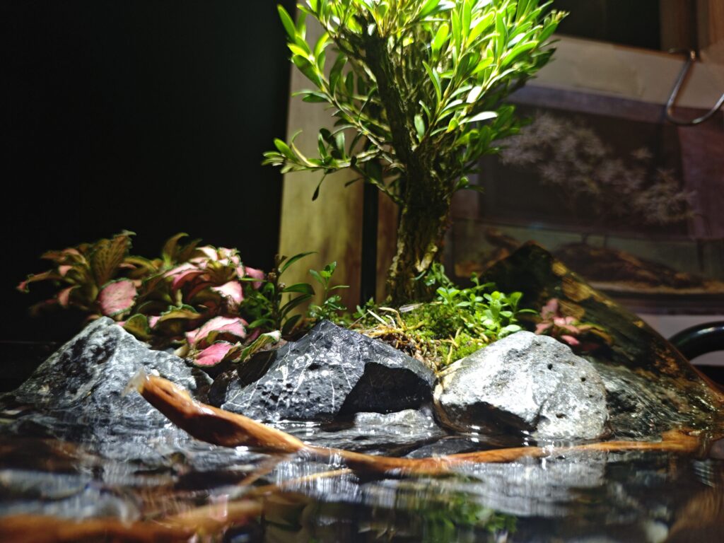 Seiryu Twig Riparium Aquascape (P0504)