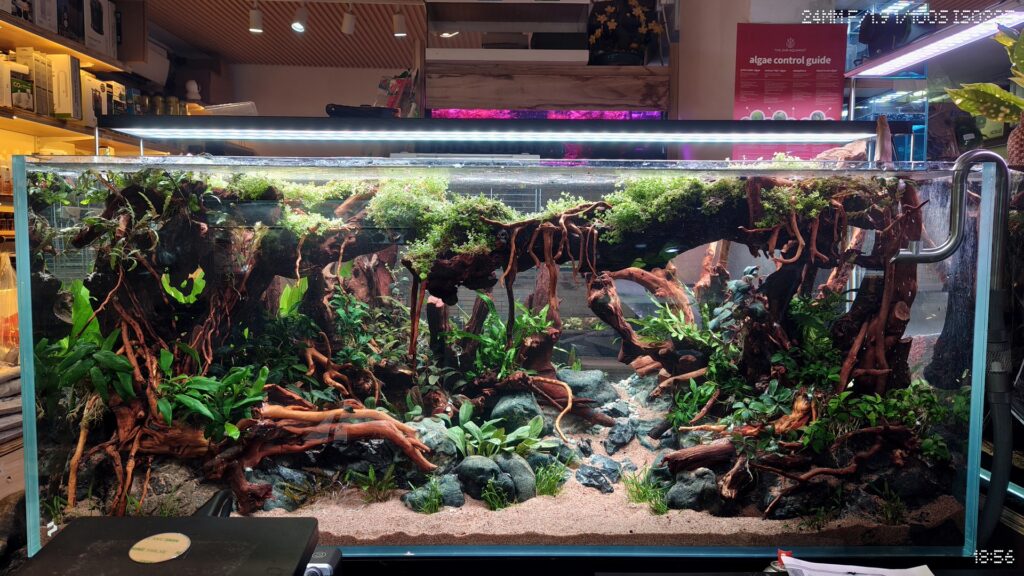 Rooted Hakkai Forest Aquascape (P0505)