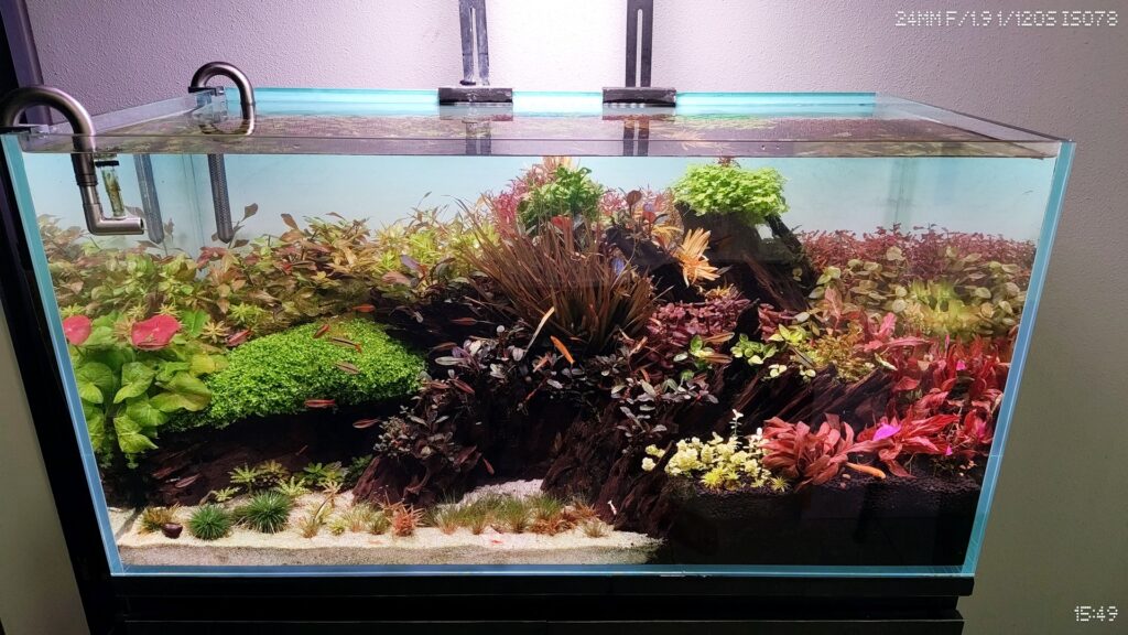 Honeycomb Wood Planted Aquascape (P0506)
