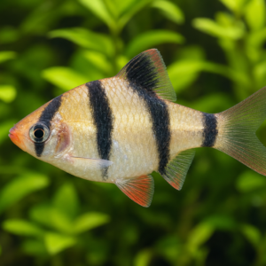 Albino Tiger Barb