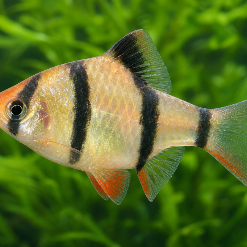 Albino Tiger Barb