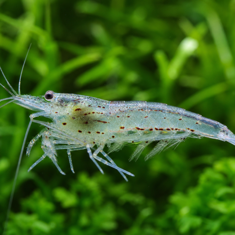 Amano Shrimp