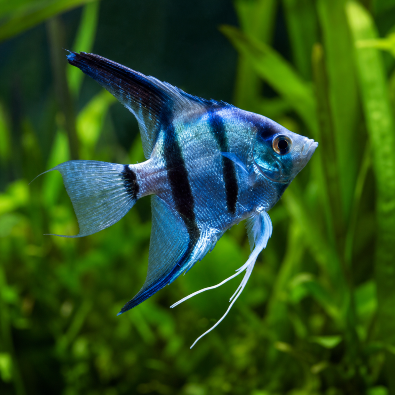 Blue Angel