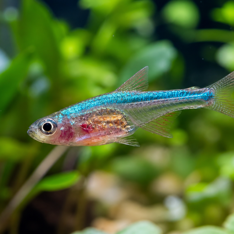 Blue Axelrodi Rasboras