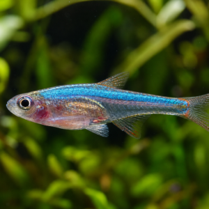 Blue Axelrodi Rasboras