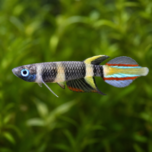 Clown Killi Fish