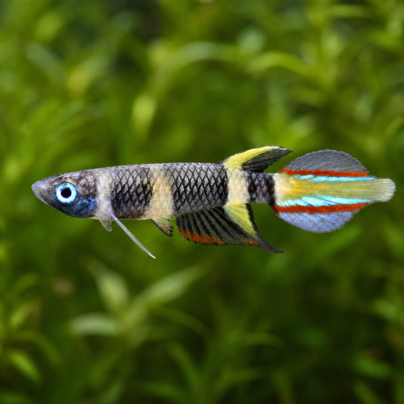 Clown Killi Fish