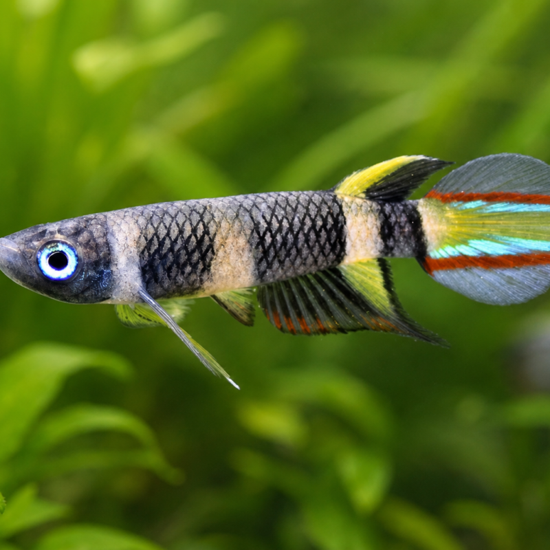 Clown Killi Fish