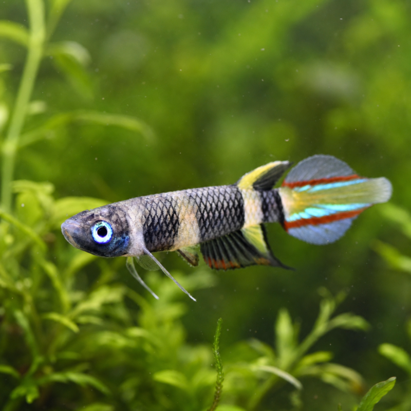 Clown Killi Fish