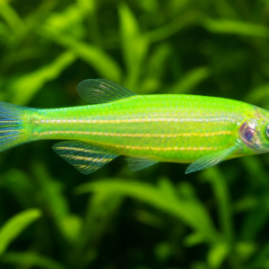 Colored Zebra Danio