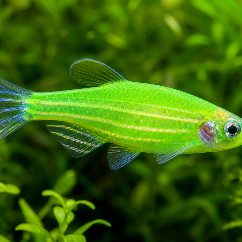 Colored Zebra Danio