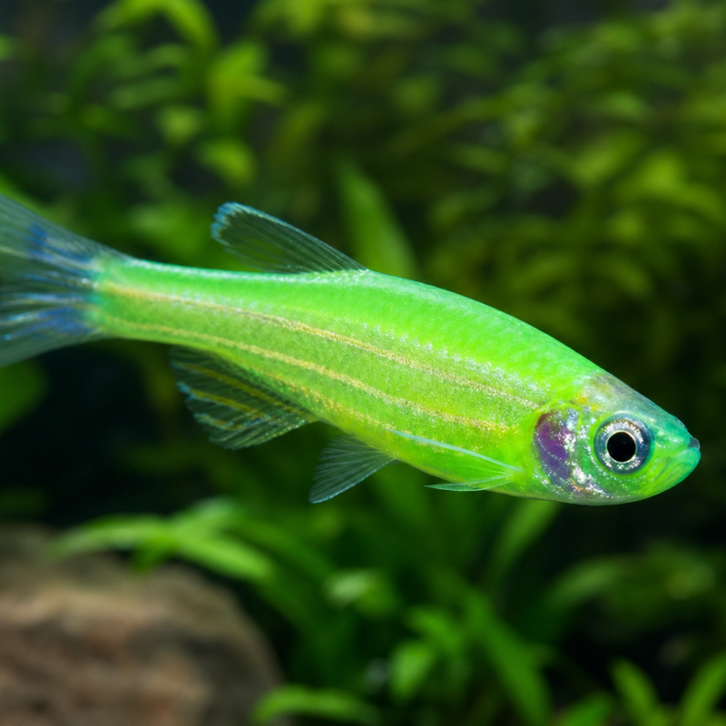 Colored Zebra Danio