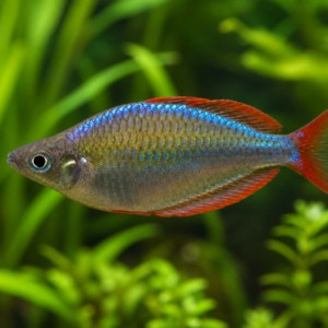 Dwarf Neon Rainbowfish