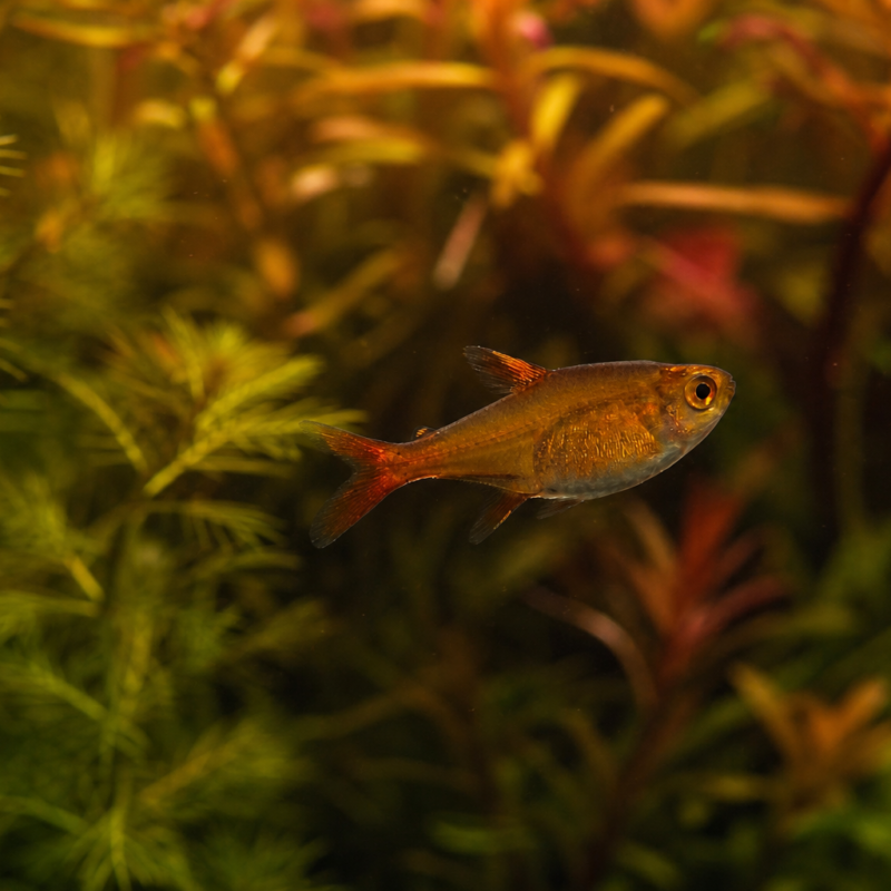 Ember Tetra