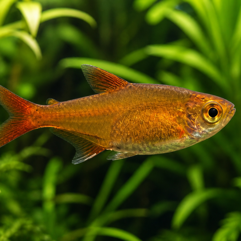 Ember Tetra