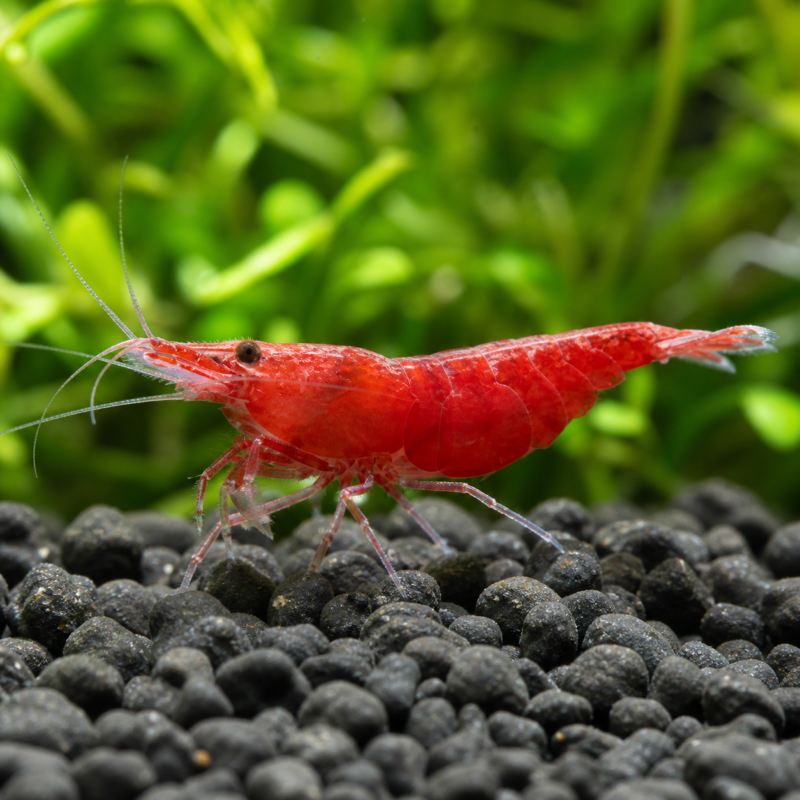Fire Red Shrimp
