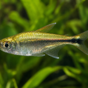 Golden Tetra