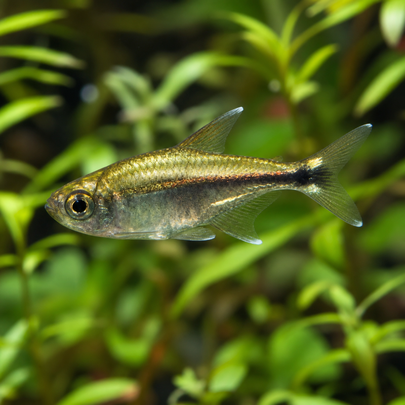 Golden Tetra