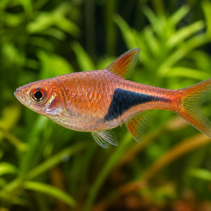Harlequin Rasbora