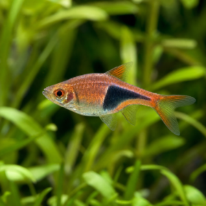 Harlequin Rasbora