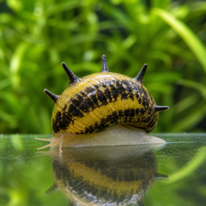 Horn Nerite Snail