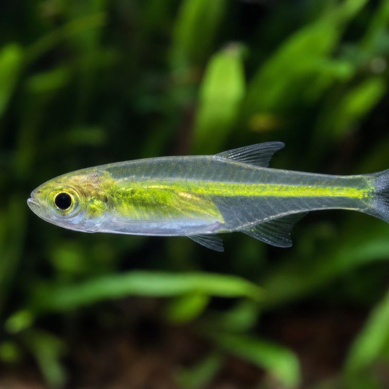 Kubotai Rasboras