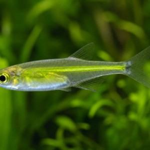 Kubotai Rasboras