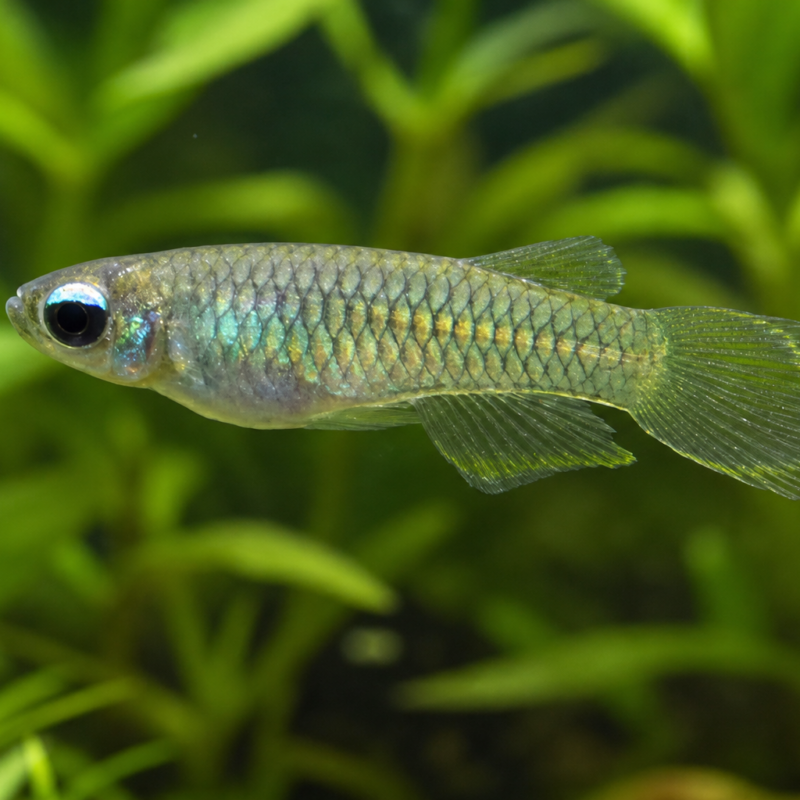 Lamp eye Killi Fish