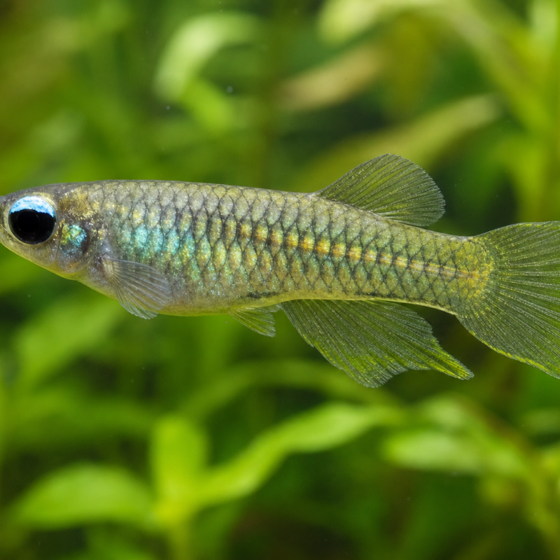 Lamp eye Killi Fish