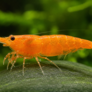 Orange Shrimp