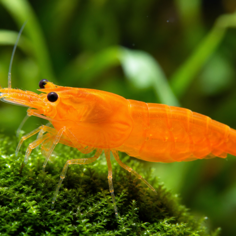Orange Shrimp