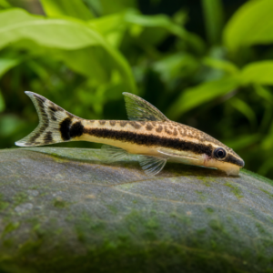 Otocinclus Catfish