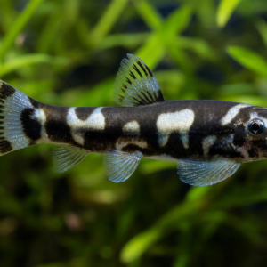Panda Loach
