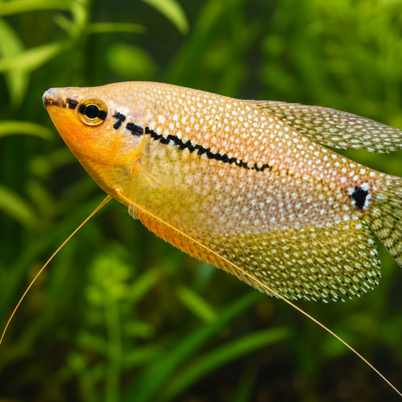 Pearl Gourami