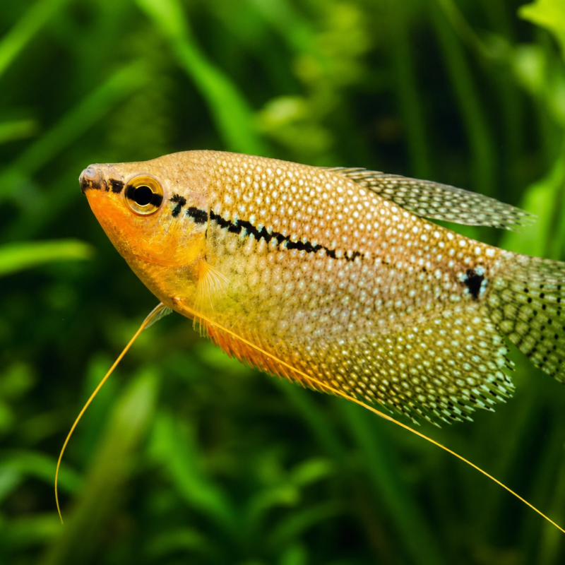 Pearl Gourami