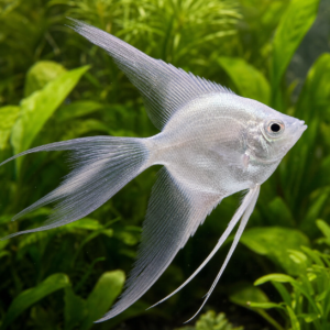 Platinum Angel Veiltail