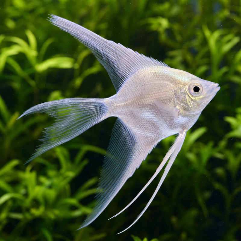 Platinum Angel Veiltail