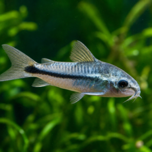 Pygmy Corydoras