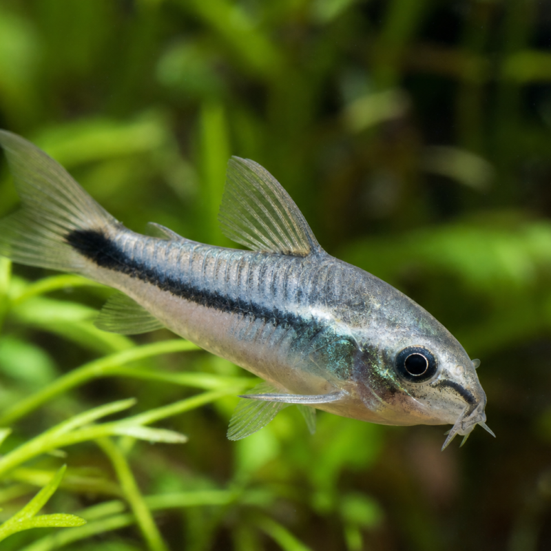 Pygmy Corydoras