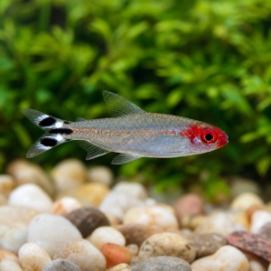Rummy-nose Tetra