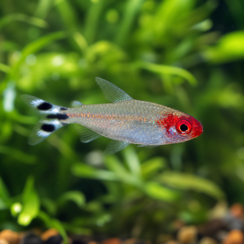 Rummy-nose Tetra