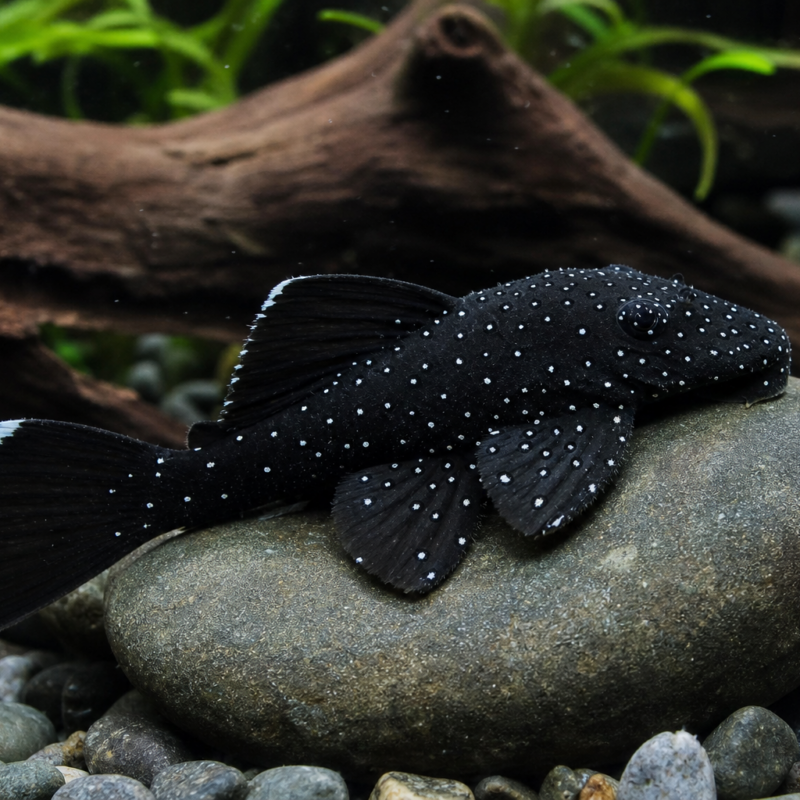 Starlight Bristlenose Pleco (L183)