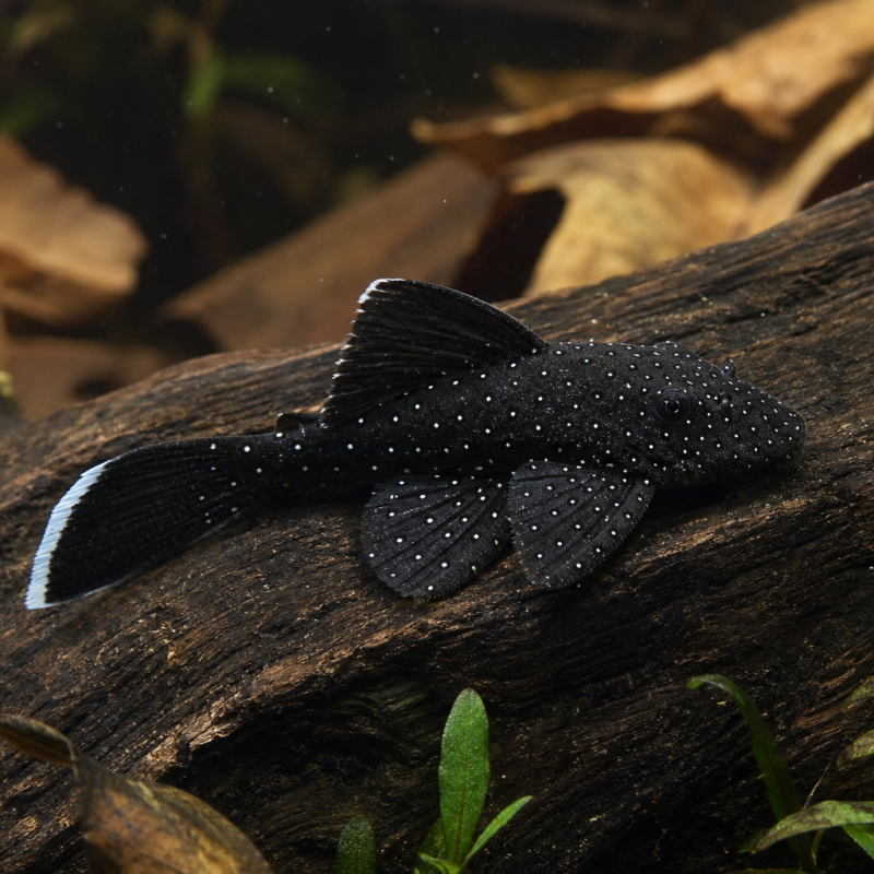 Starlight Bristlenose Pleco (L183)