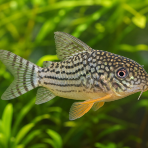 Sterbai Corydoras