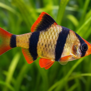 Tiger Barb