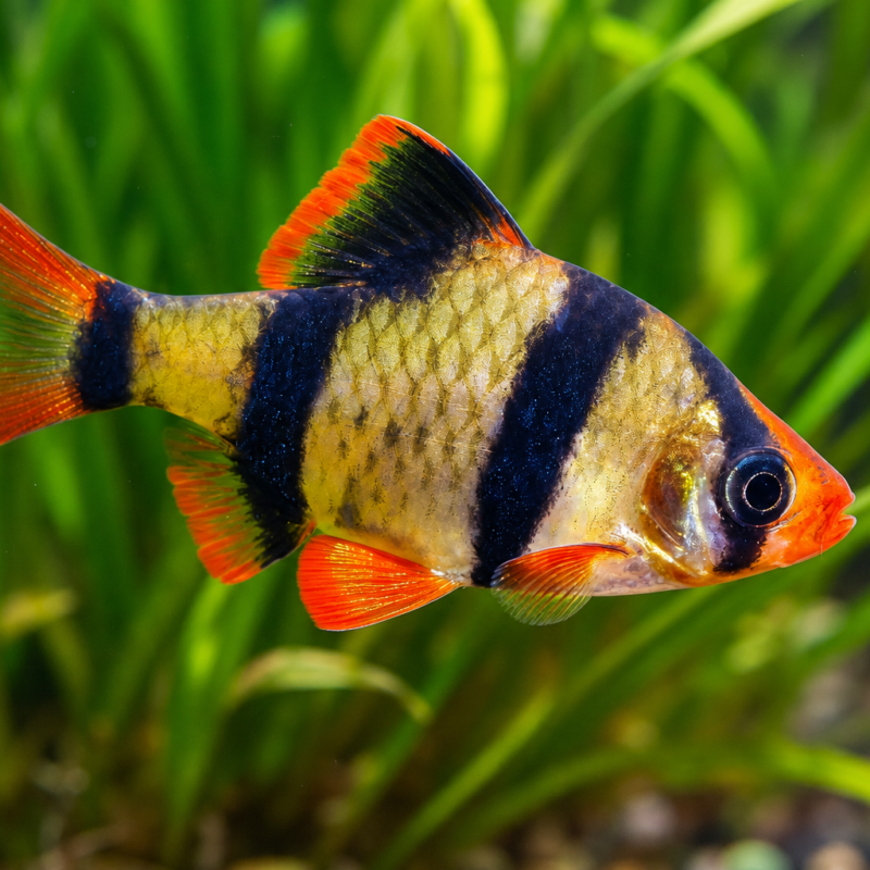 Tiger Barb